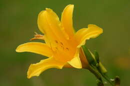 Imagem de Hemerocallis lilioasphodelus L.