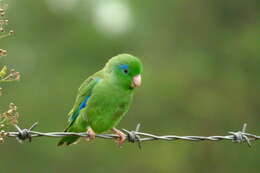 Image of Spectacled Parrotlet