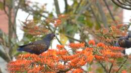 Image of Bronze-winged Parrot