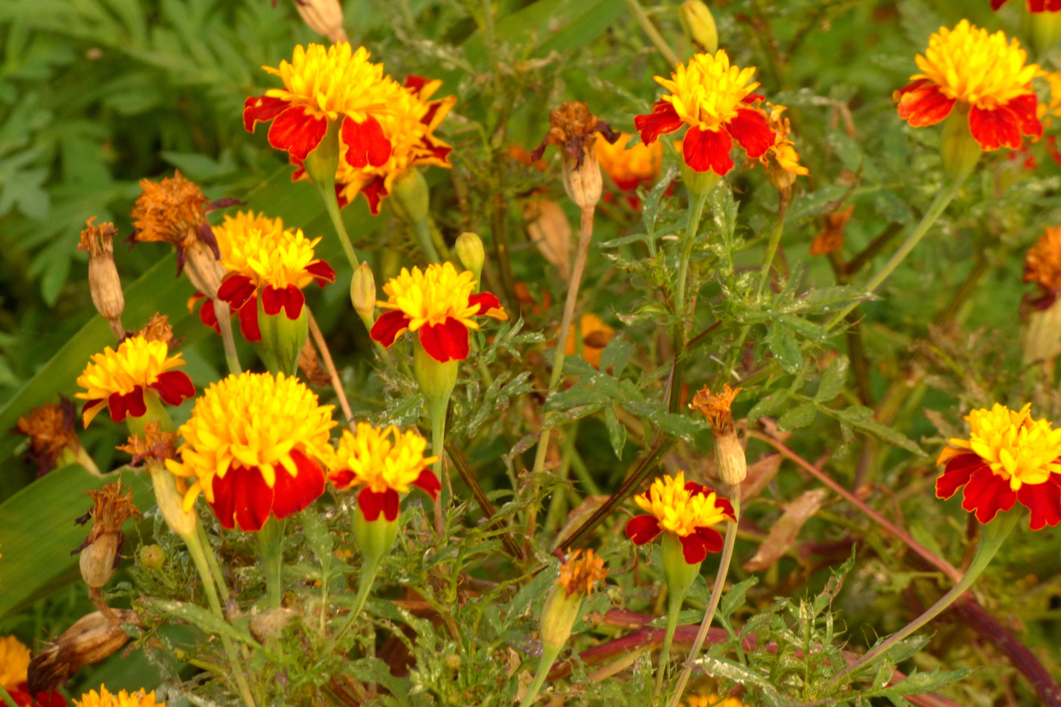 Tagetes erecta L. resmi