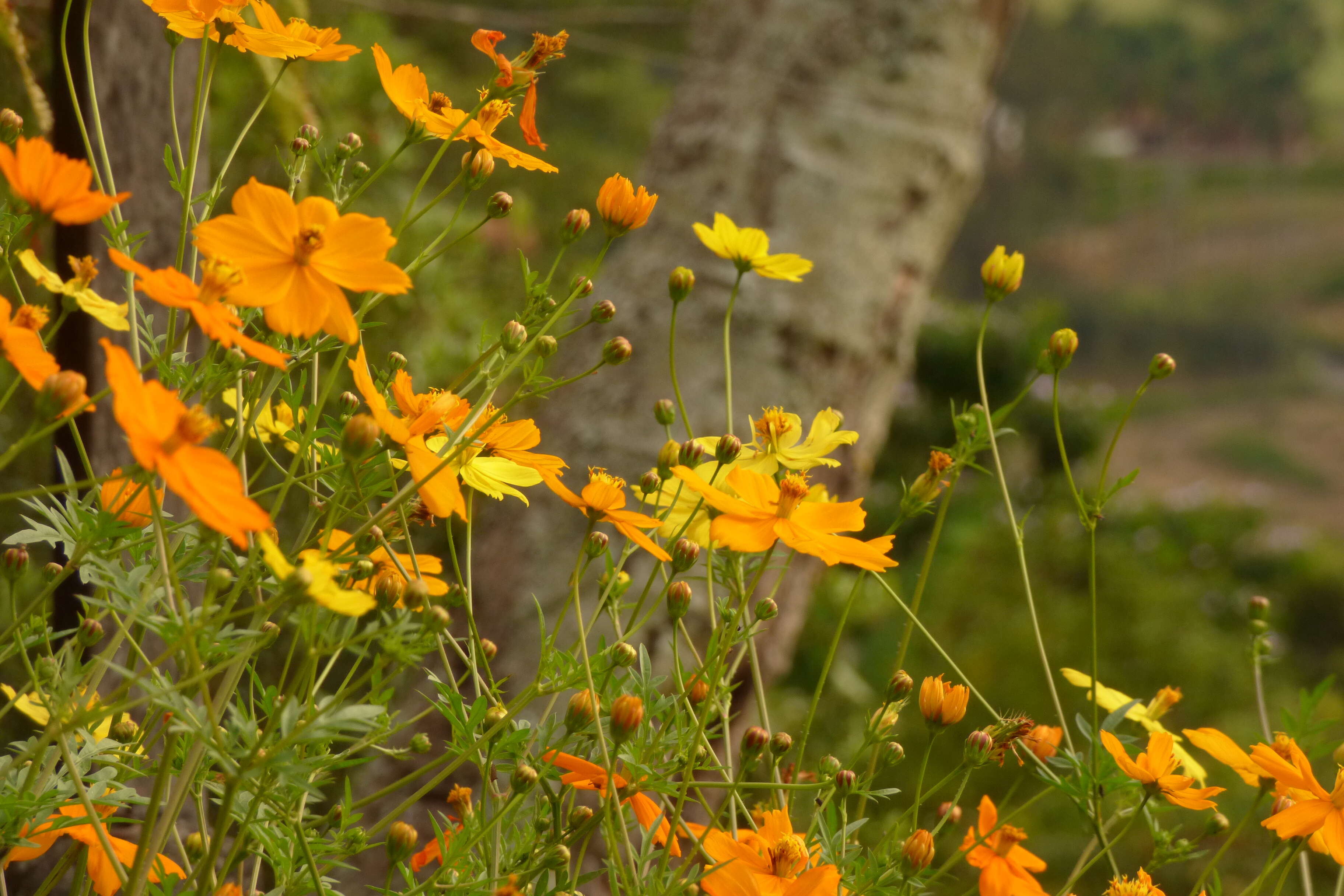 Image of sulphur cosmos