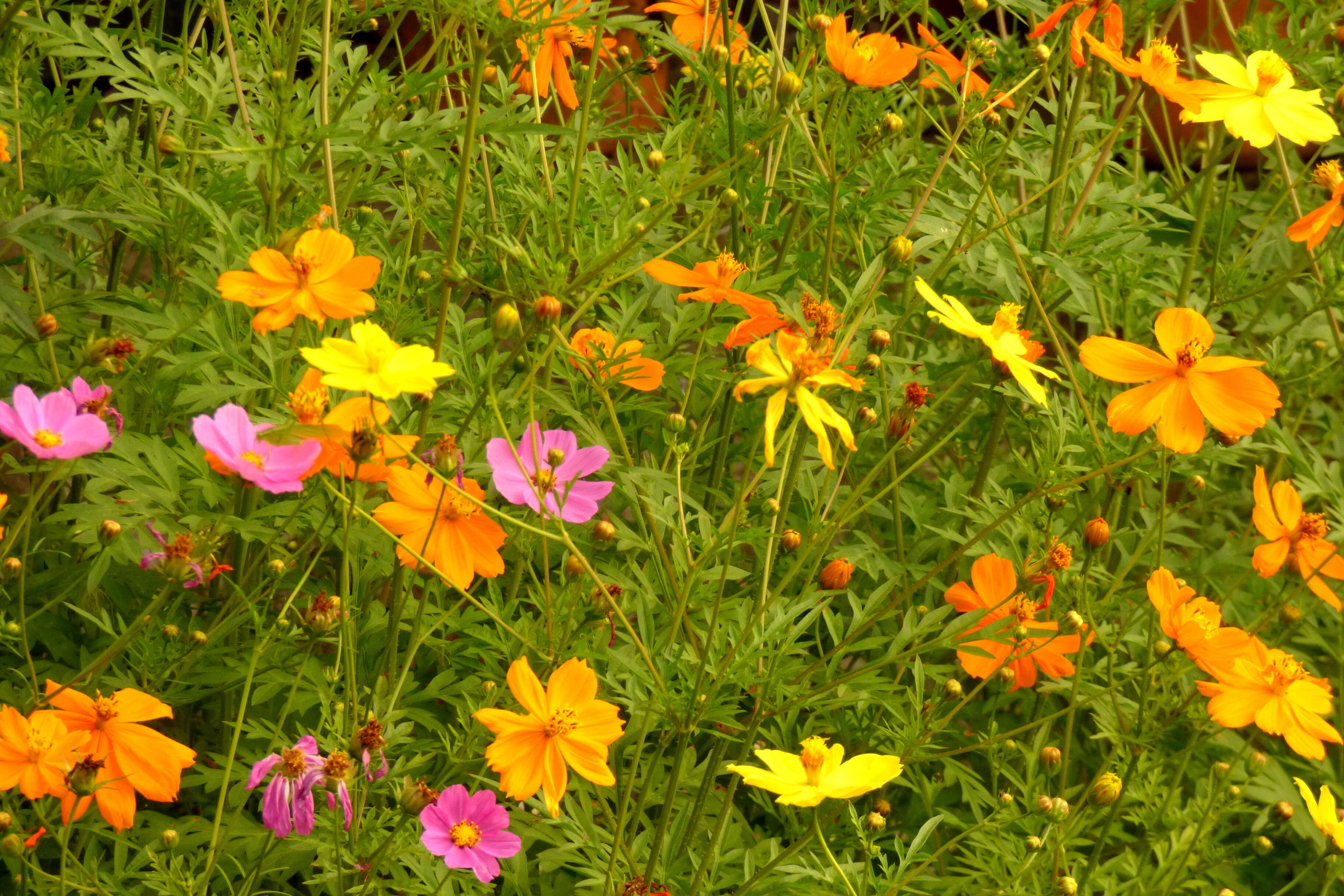 Image of sulphur cosmos