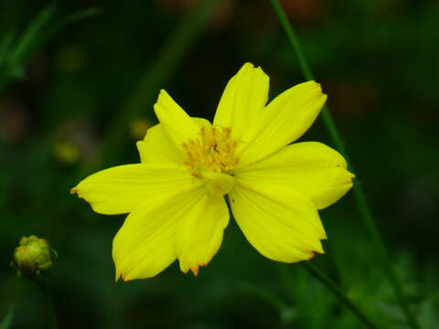 Image de Cosmos sulphureus Cav.