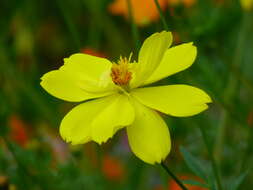 Image of sulphur cosmos