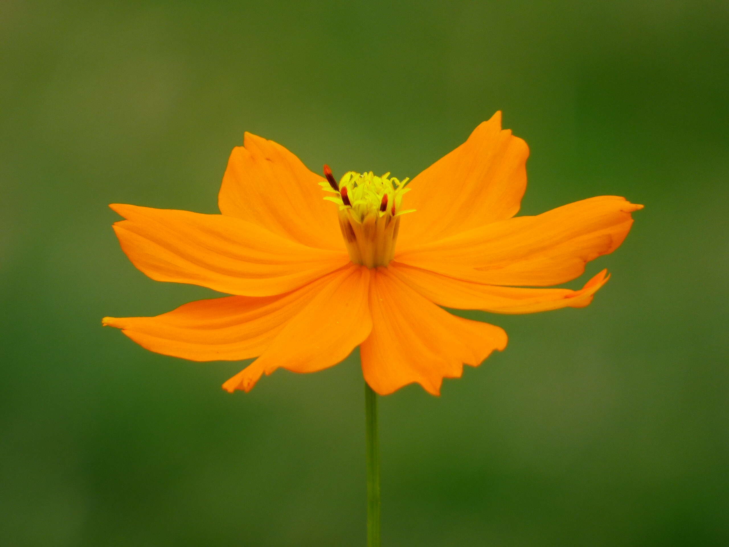 Image of sulphur cosmos