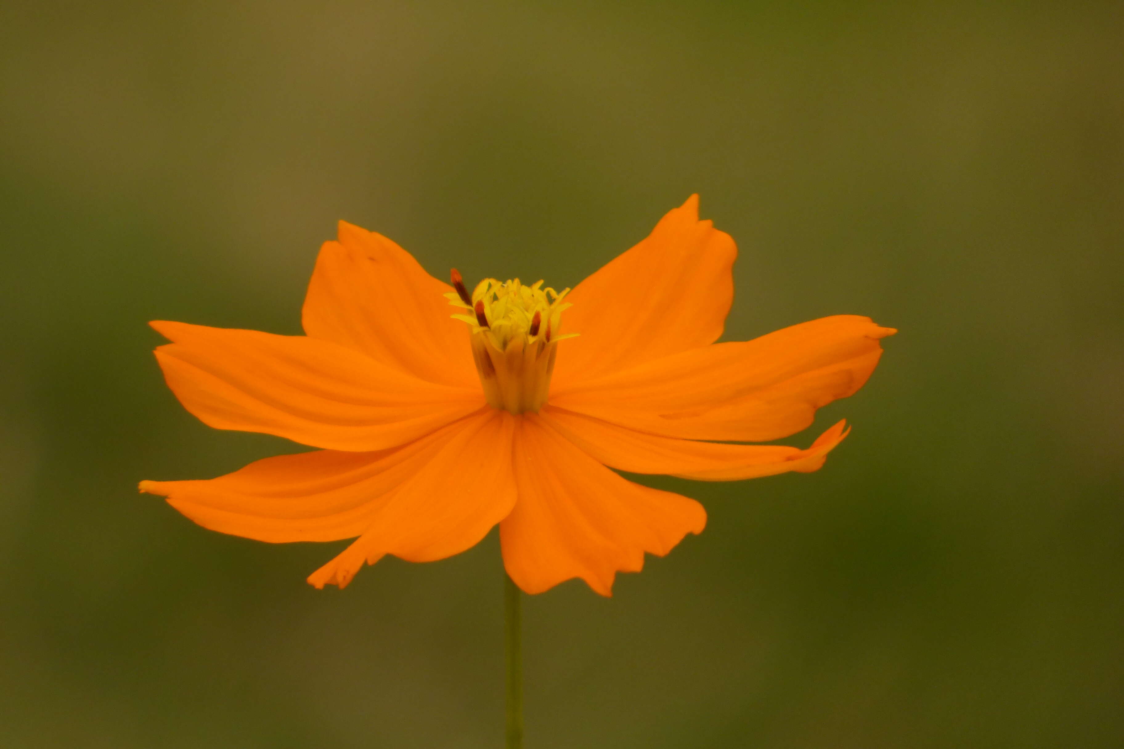 Image of sulphur cosmos