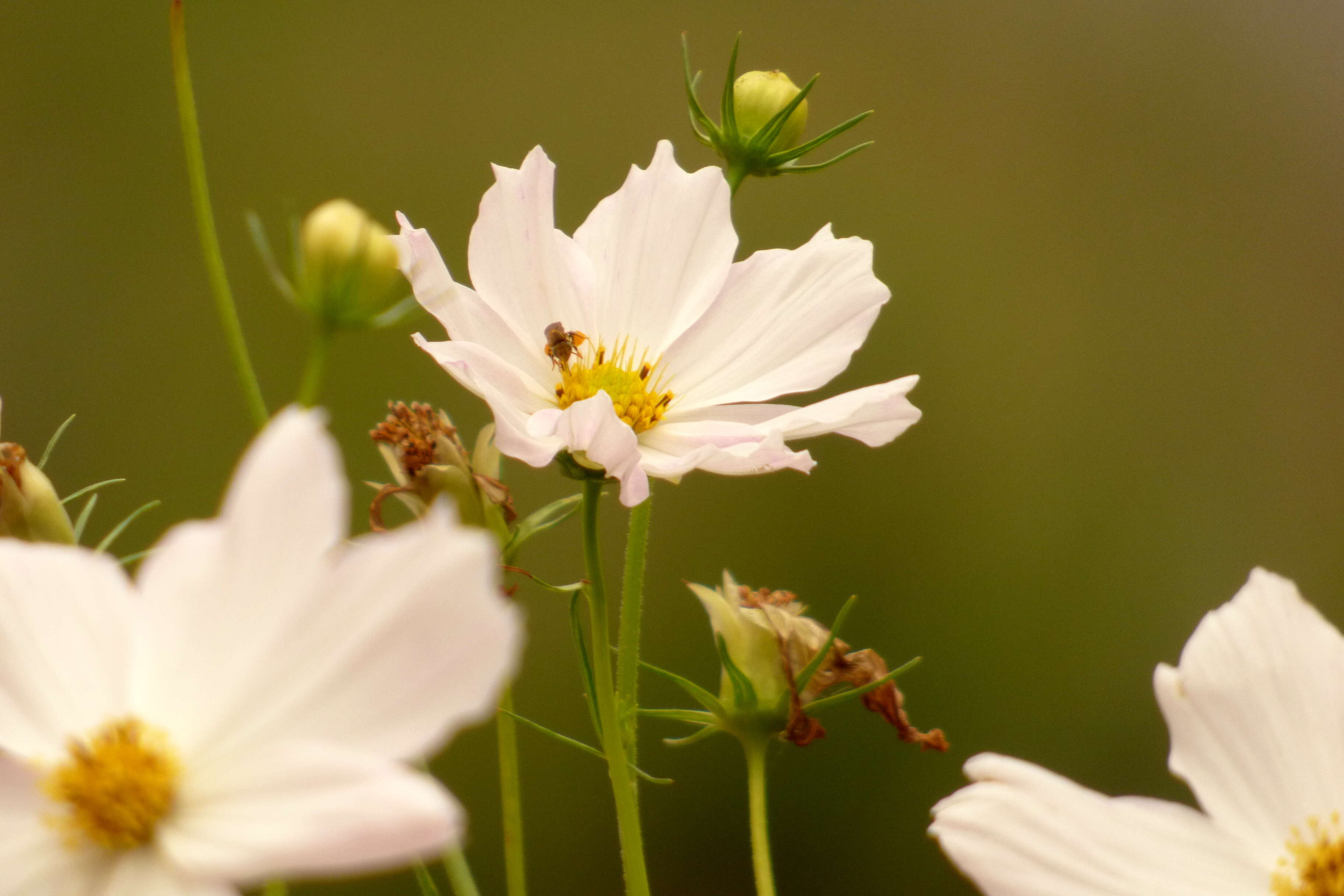 Image of garden cosmos