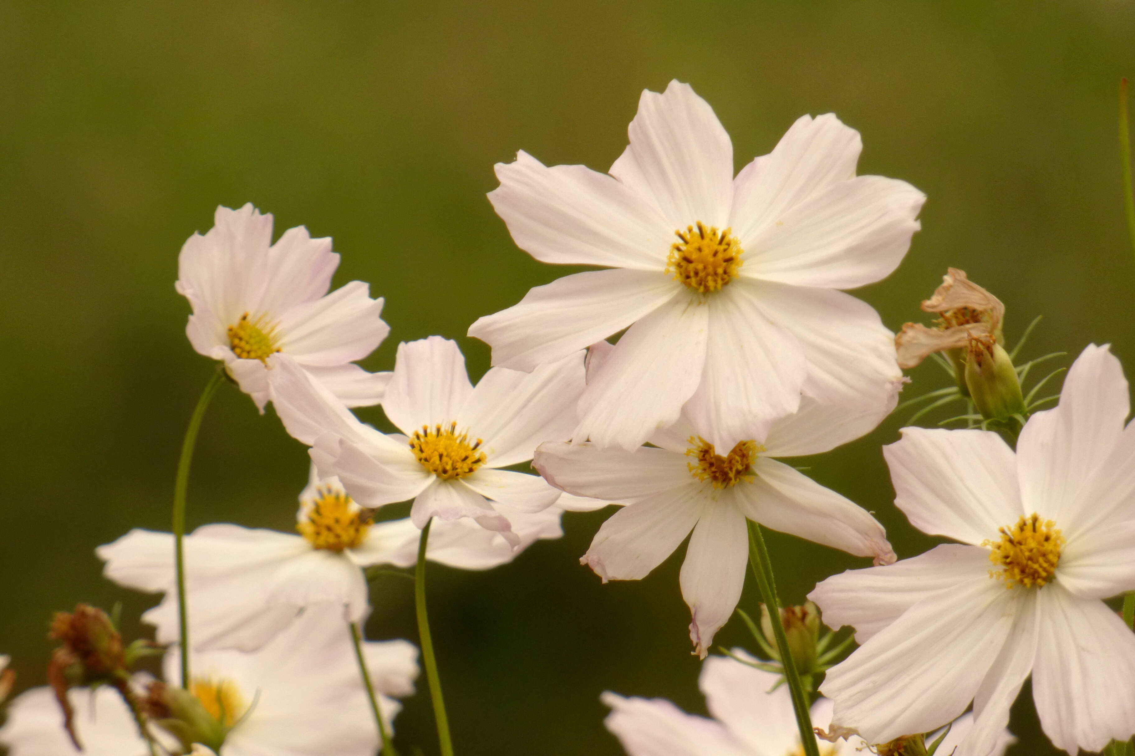 Image de cosmos bipinné