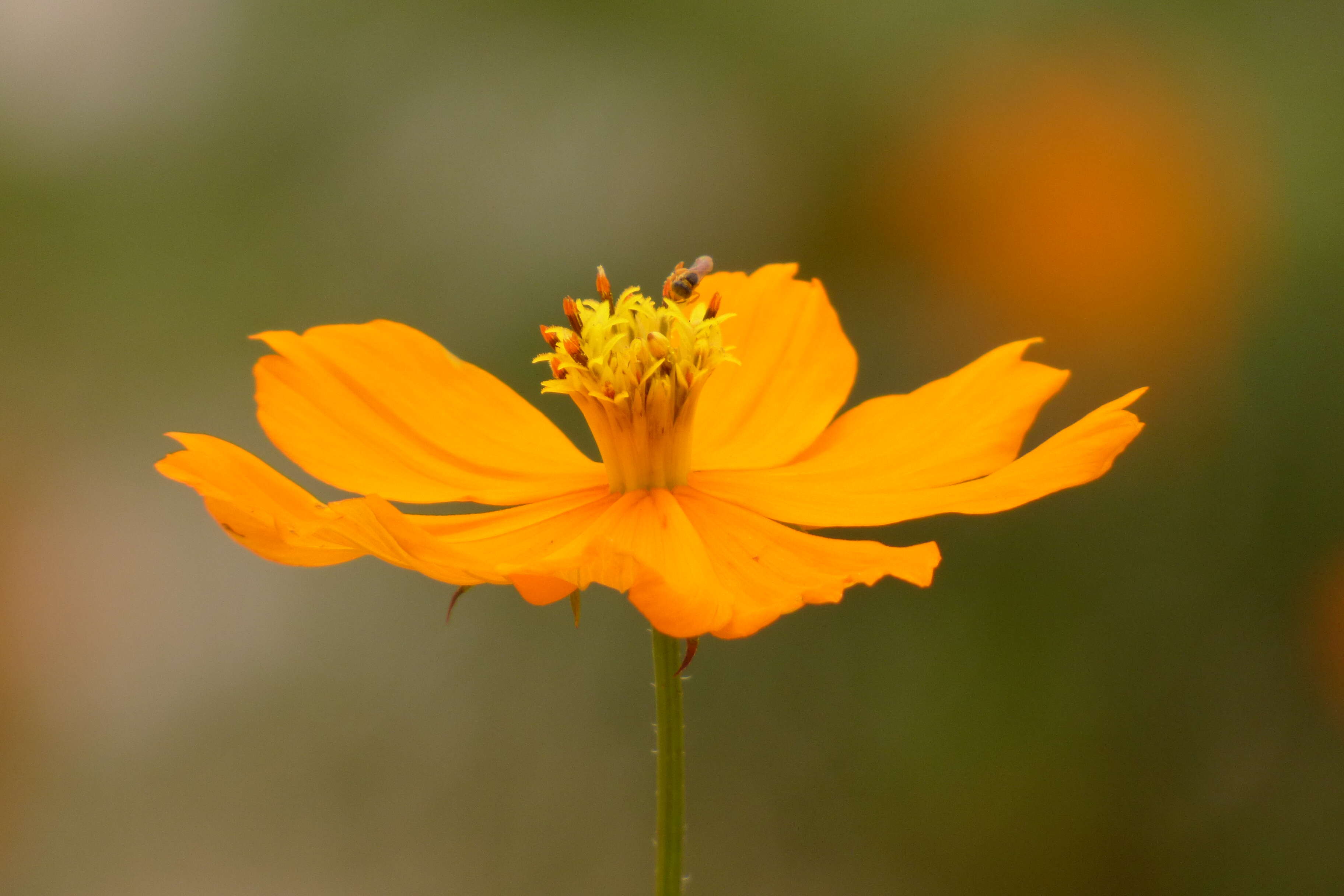 Image of sulphur cosmos