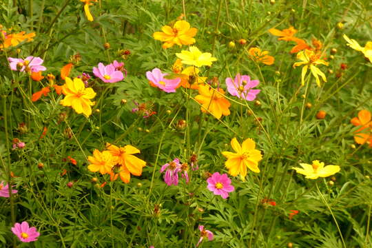 Image of sulphur cosmos