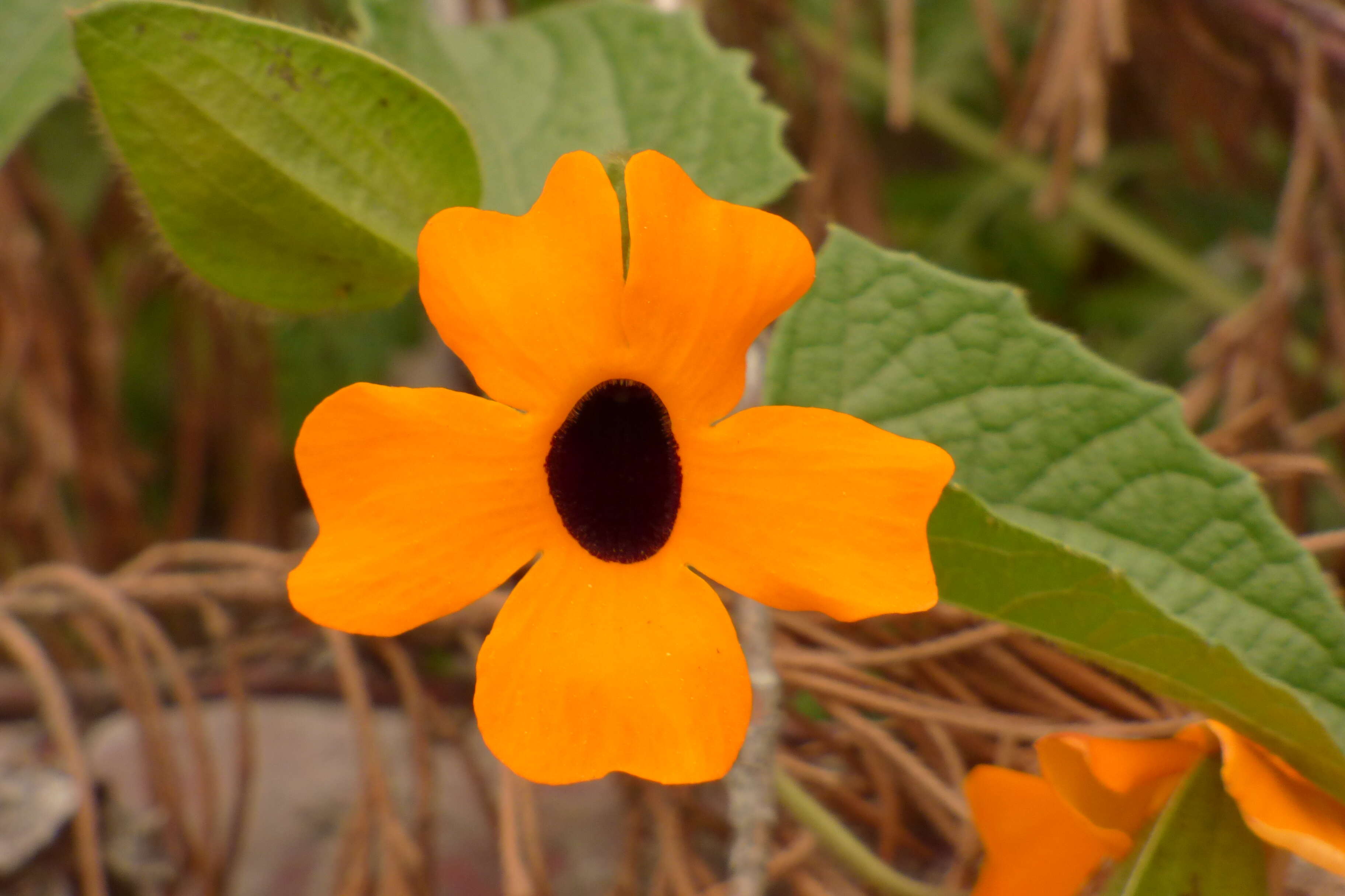 Image of blackeyed Susan vine