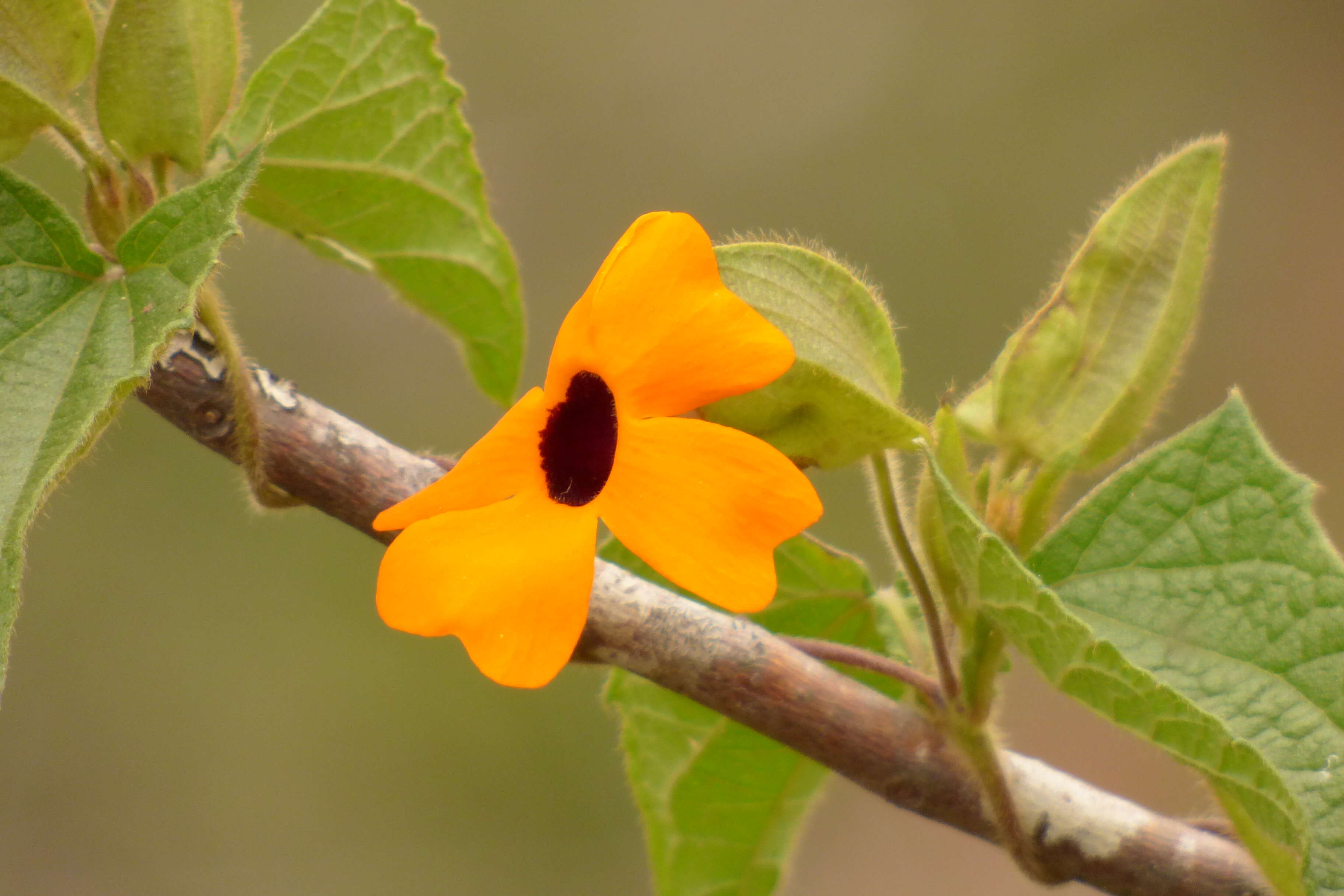 Image of blackeyed Susan vine