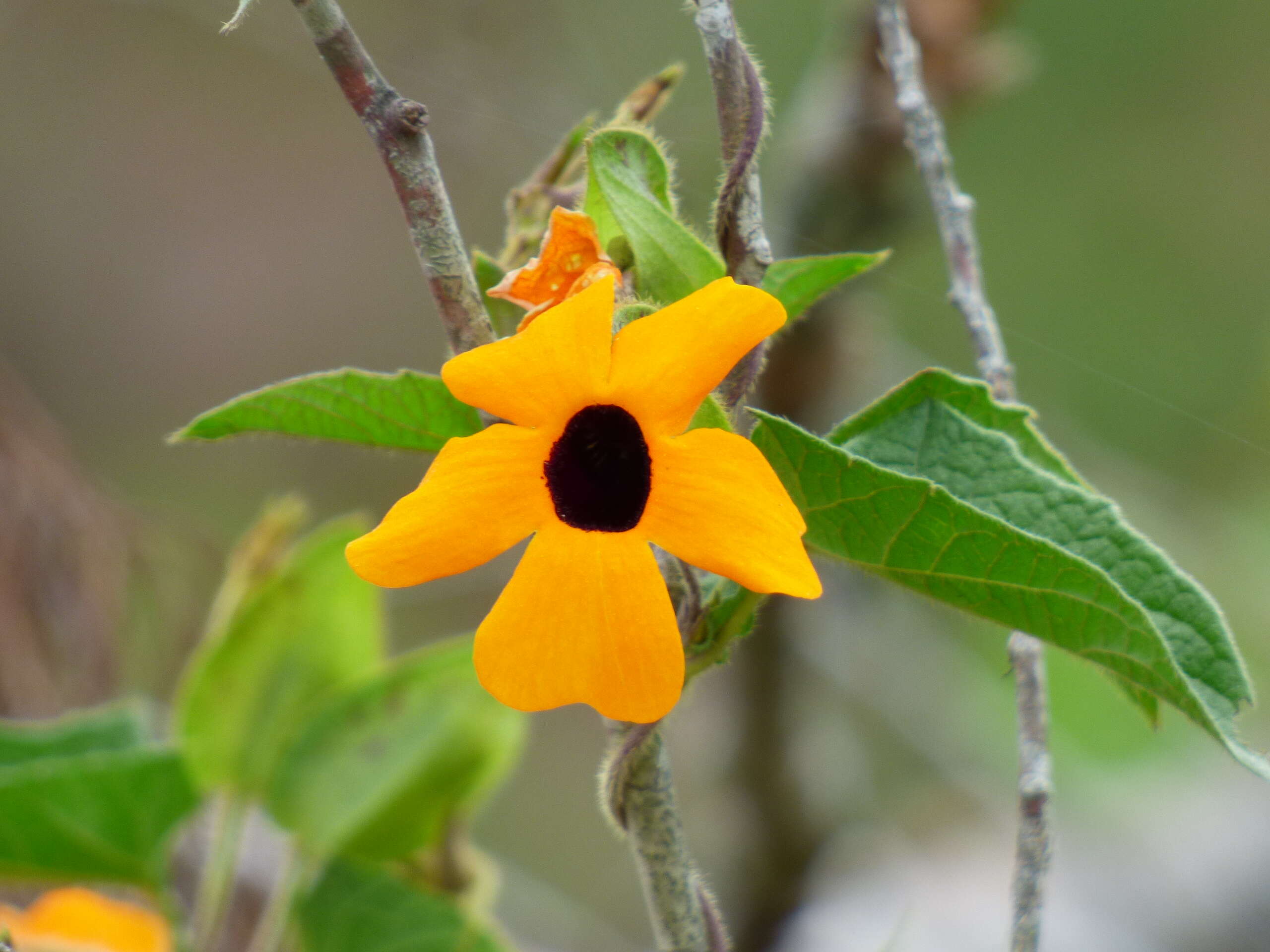 Image of blackeyed Susan vine