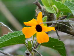 Image of blackeyed Susan vine