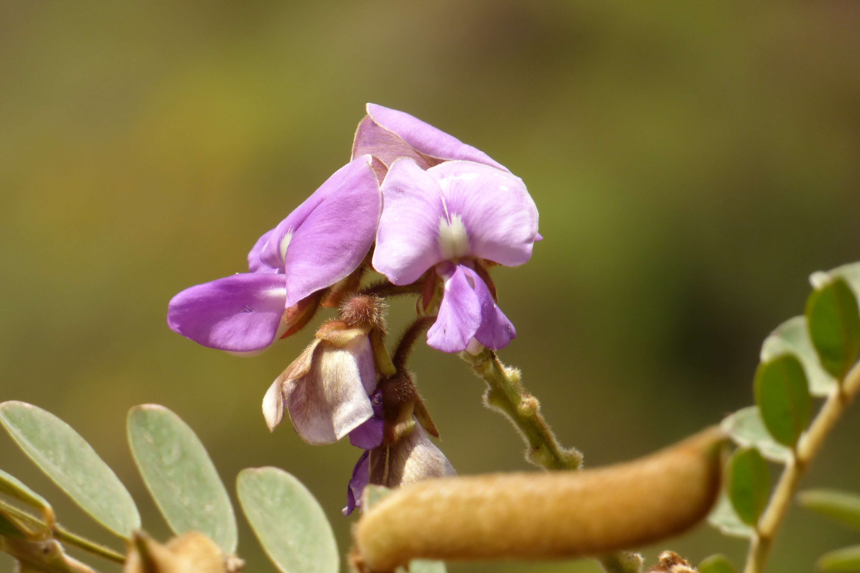 Image of Vogel's tephrosia