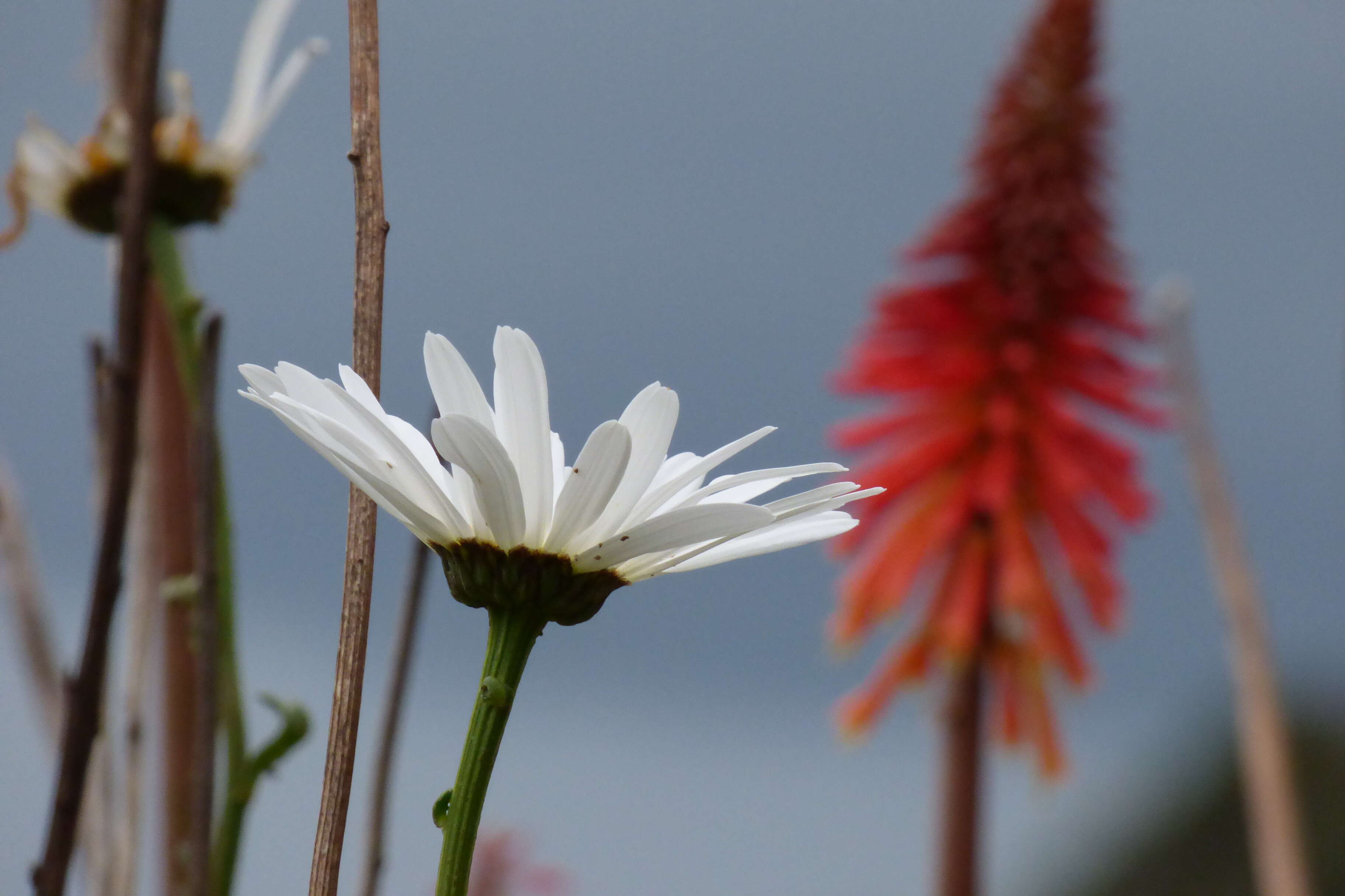 Image of max chrysanthemum