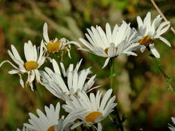 Image of max chrysanthemum