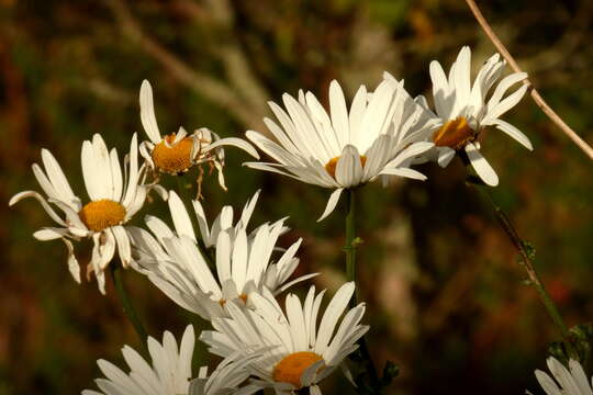 Image of max chrysanthemum