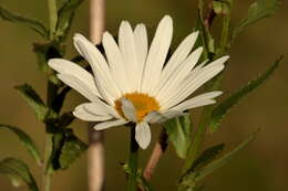 Слика од Leucanthemum maximum (Ramond) DC.