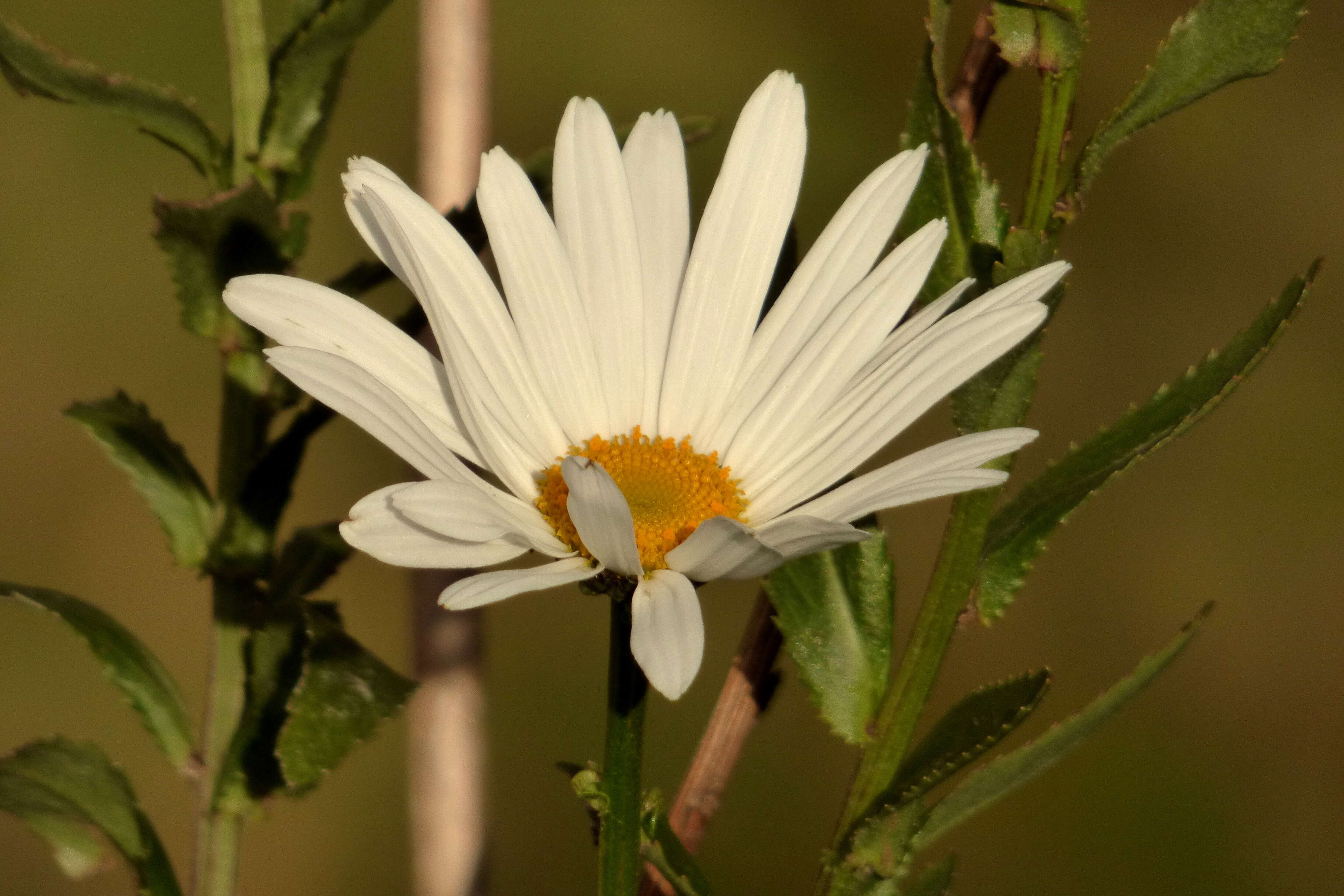 Слика од Leucanthemum maximum (Ramond) DC.