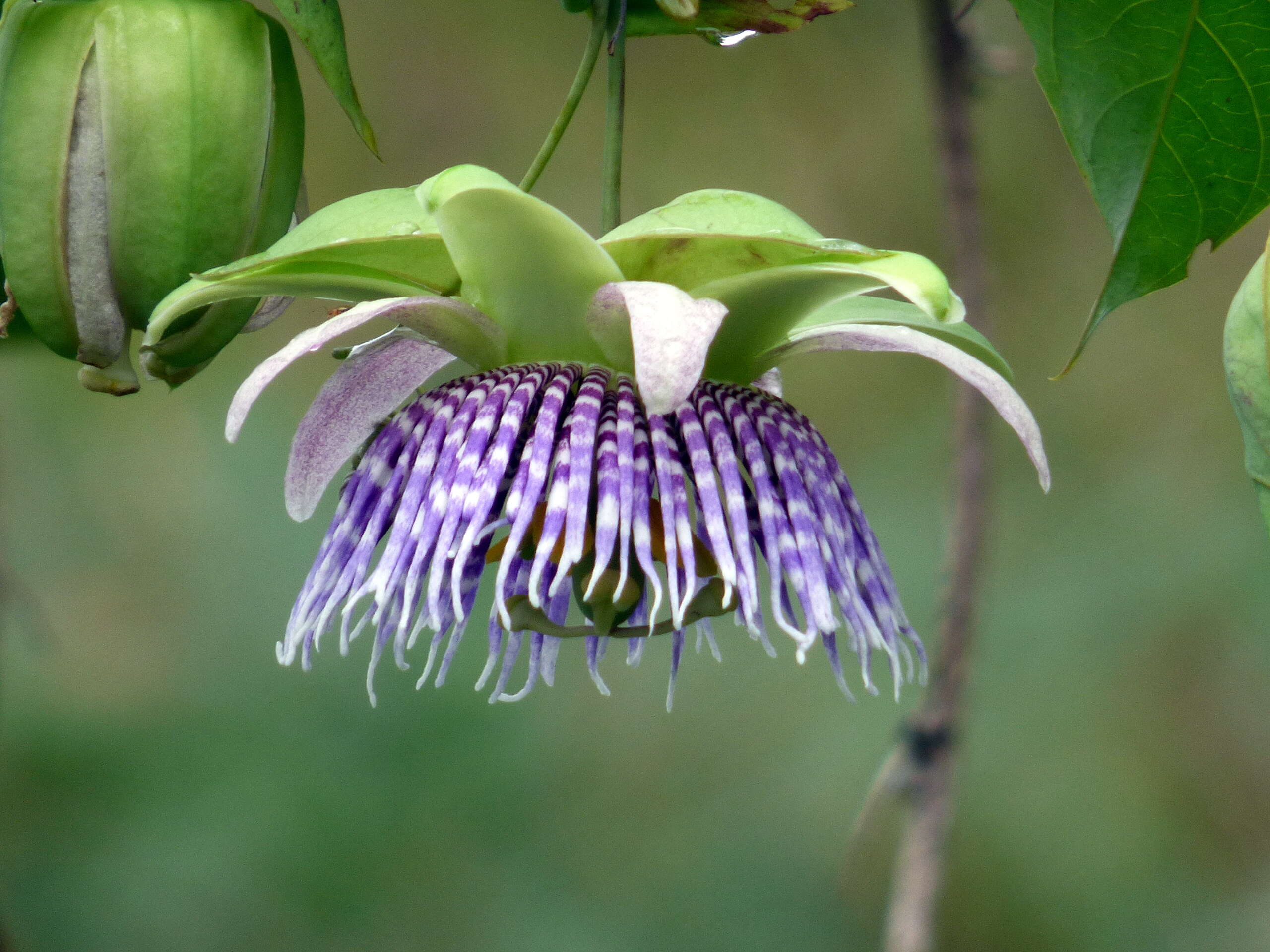 Image of sweet granadilla