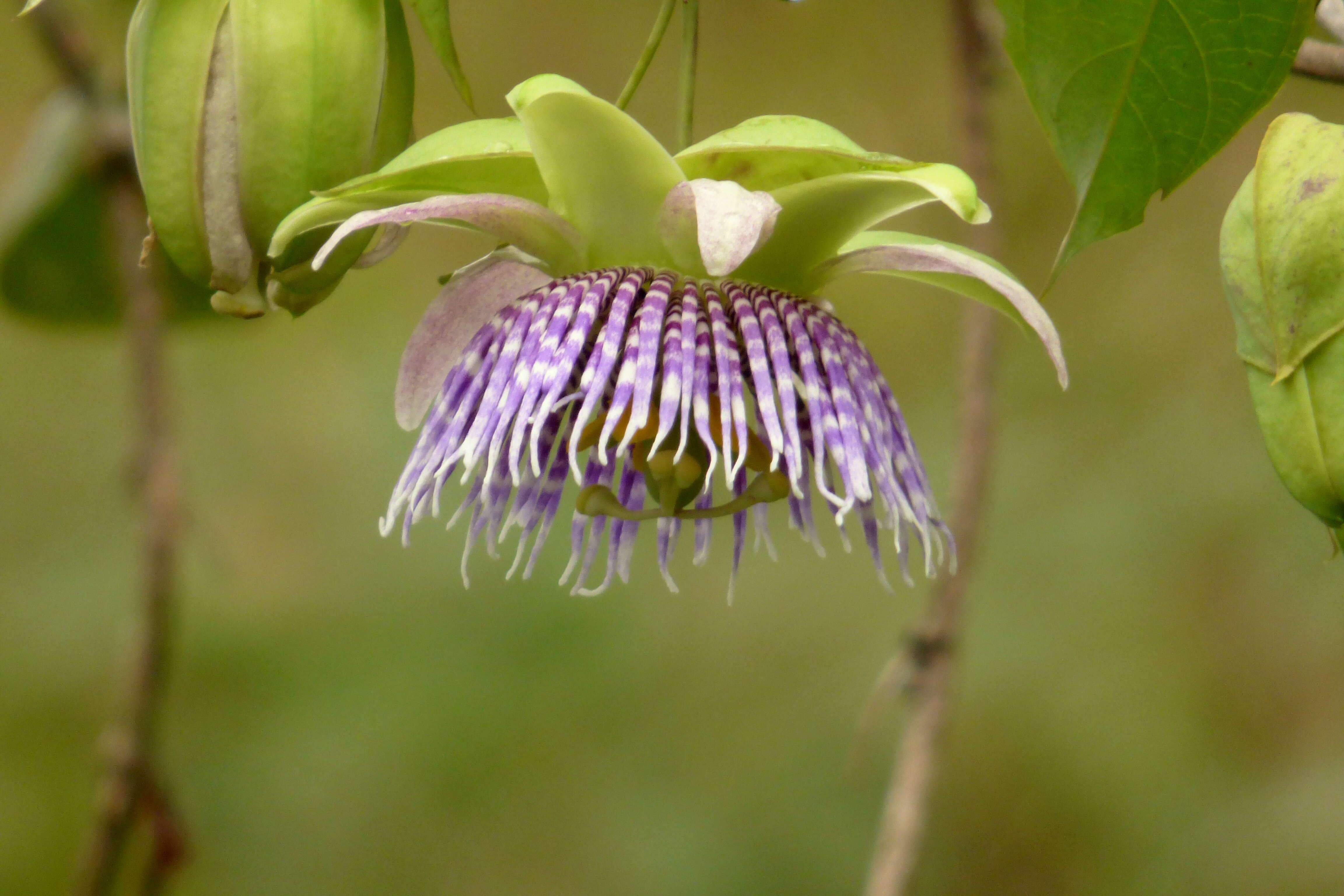 Image of sweet granadilla