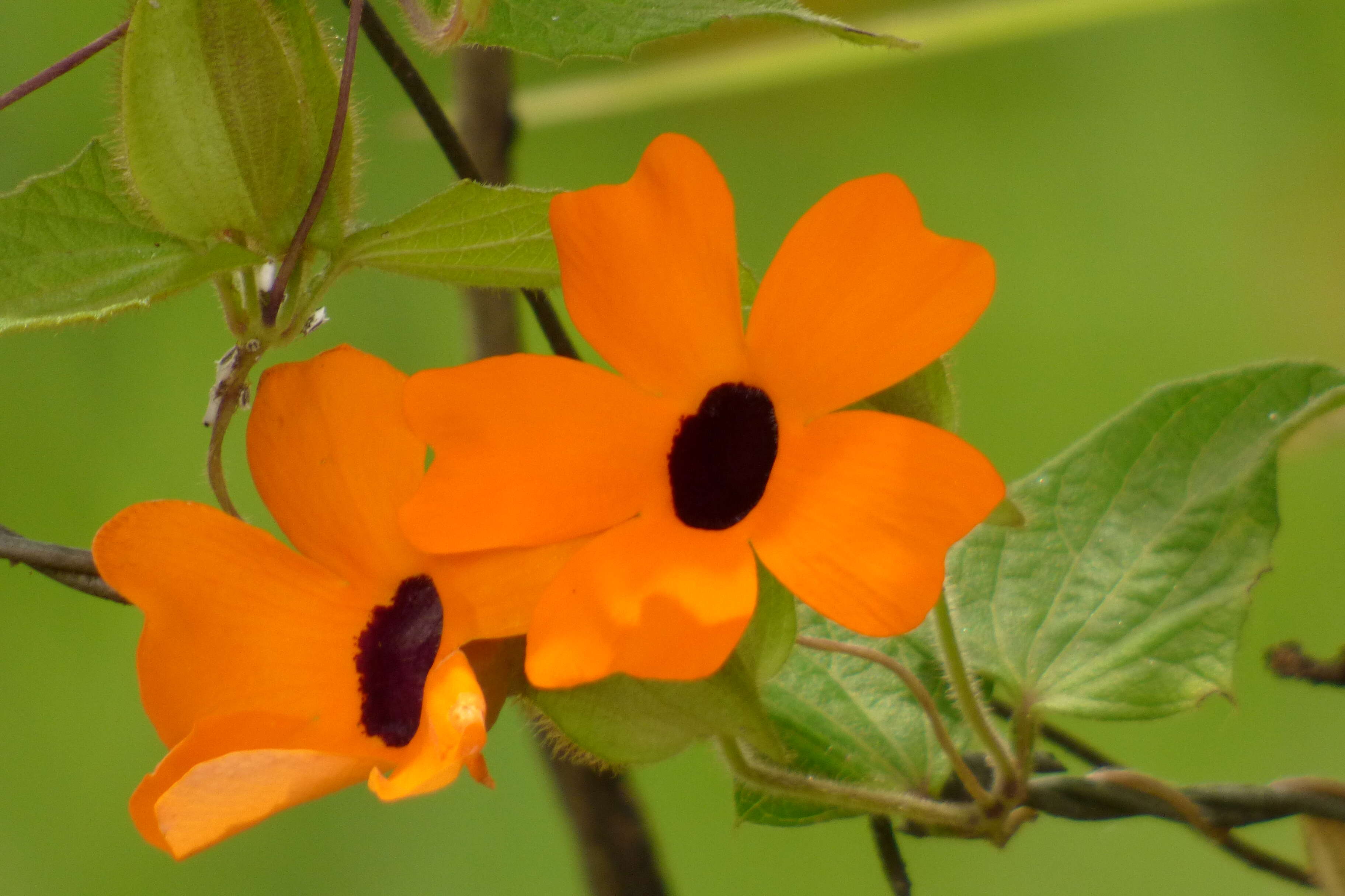 Image of blackeyed Susan vine