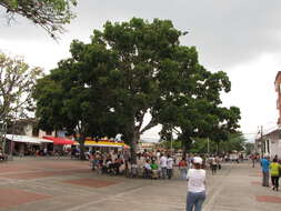 Image of Honduras mahogany