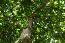 Image of tropical-almond