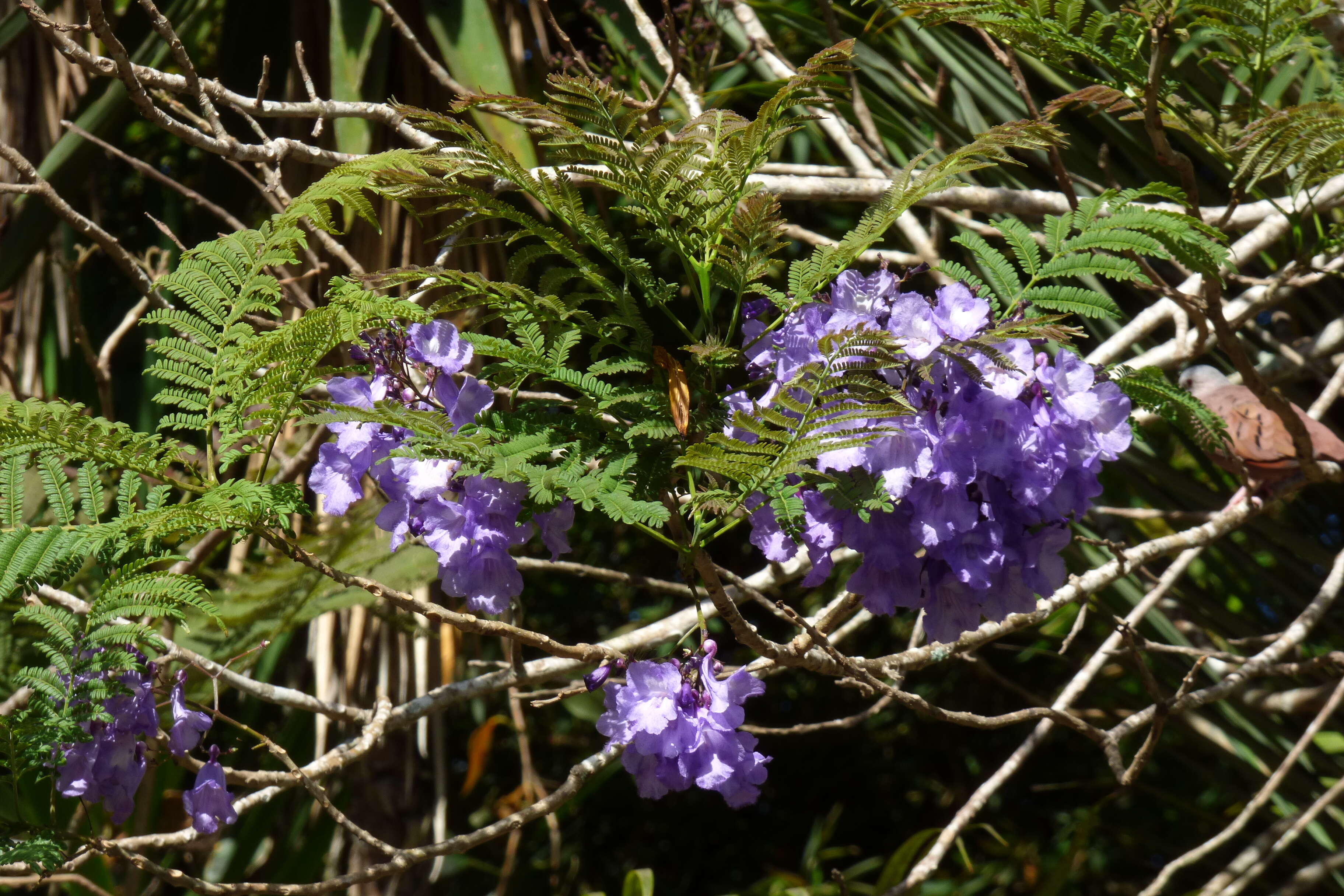 Plancia ëd Jacaranda caucana Pittier