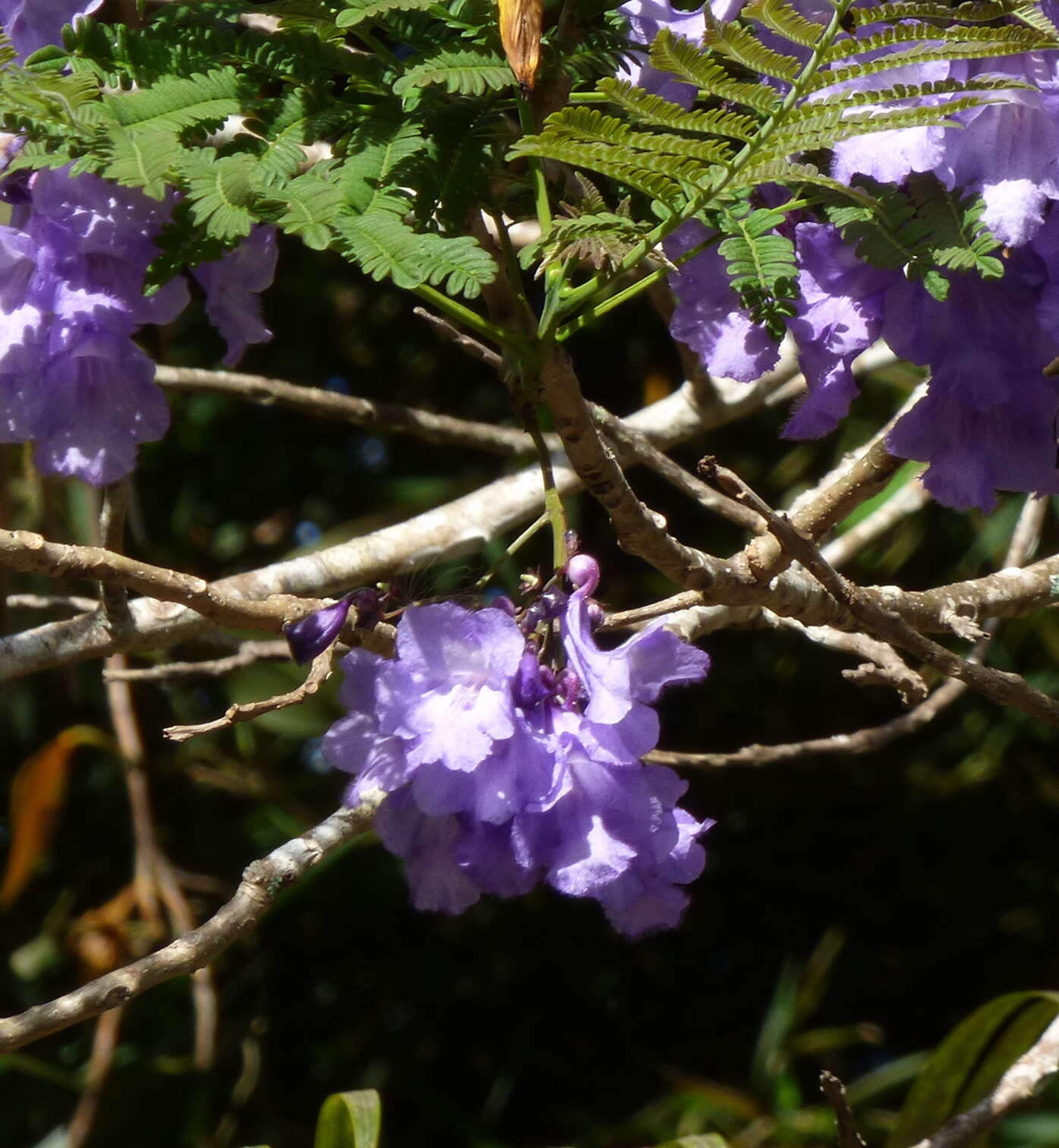 Plancia ëd Jacaranda caucana Pittier