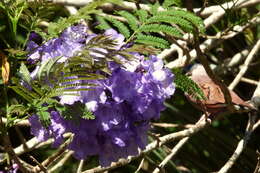 Plancia ëd Jacaranda caucana Pittier