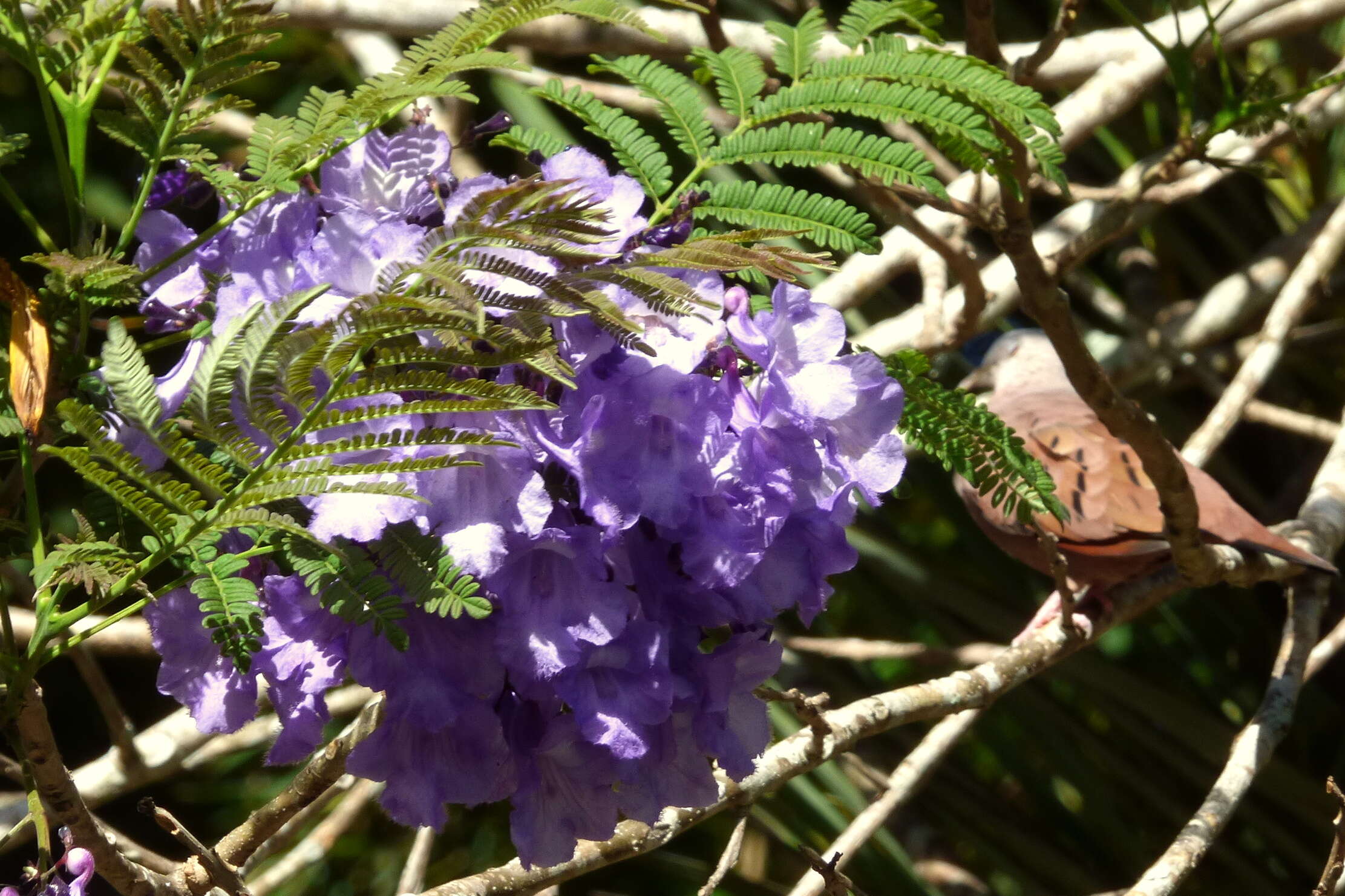 Plancia ëd Jacaranda caucana Pittier