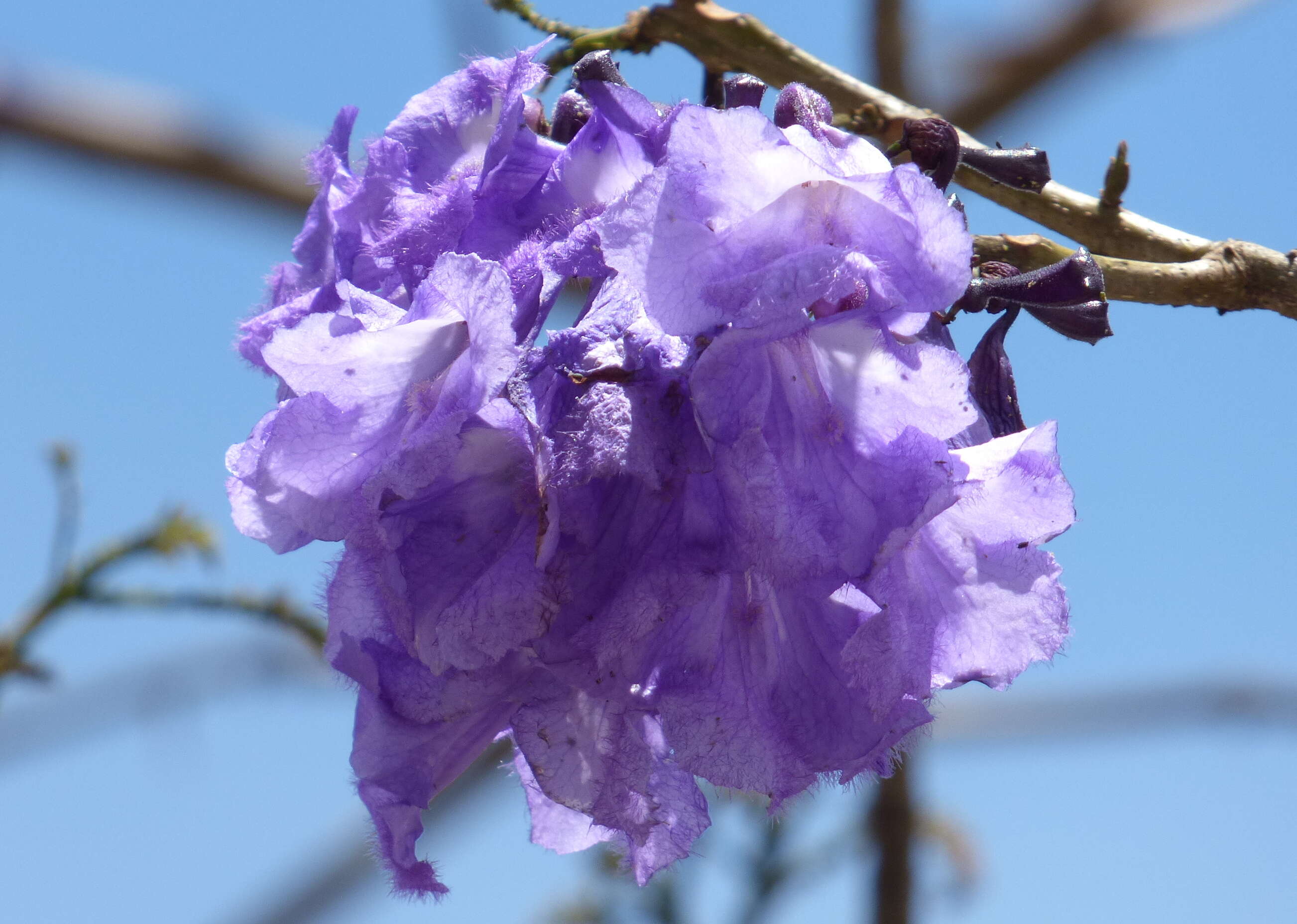 Plancia ëd Jacaranda caucana Pittier