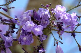 Plancia ëd Jacaranda caucana Pittier