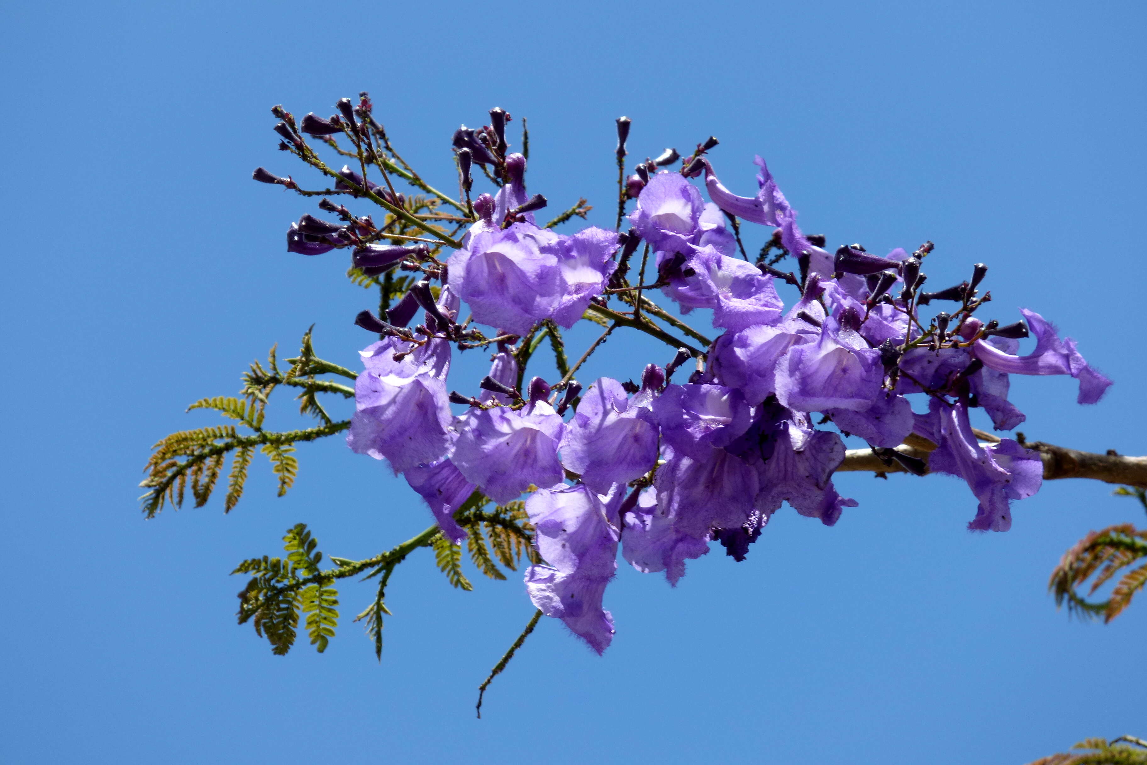 Plancia ëd Jacaranda caucana Pittier