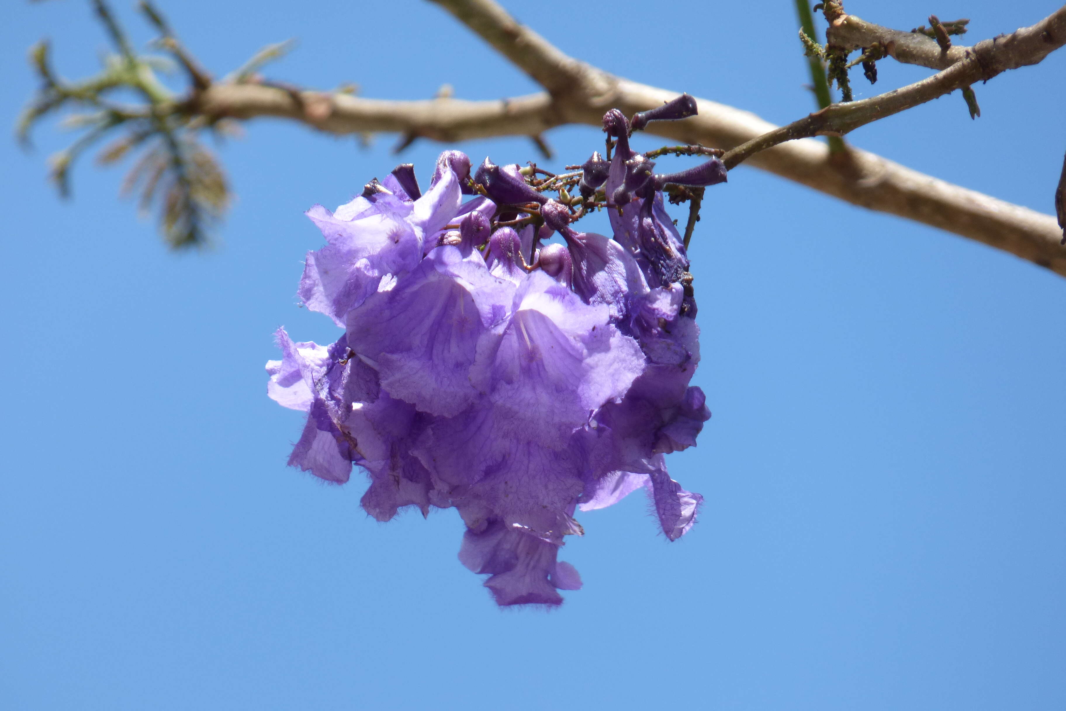 Plancia ëd Jacaranda caucana Pittier