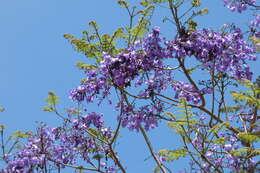 Plancia ëd Jacaranda caucana Pittier