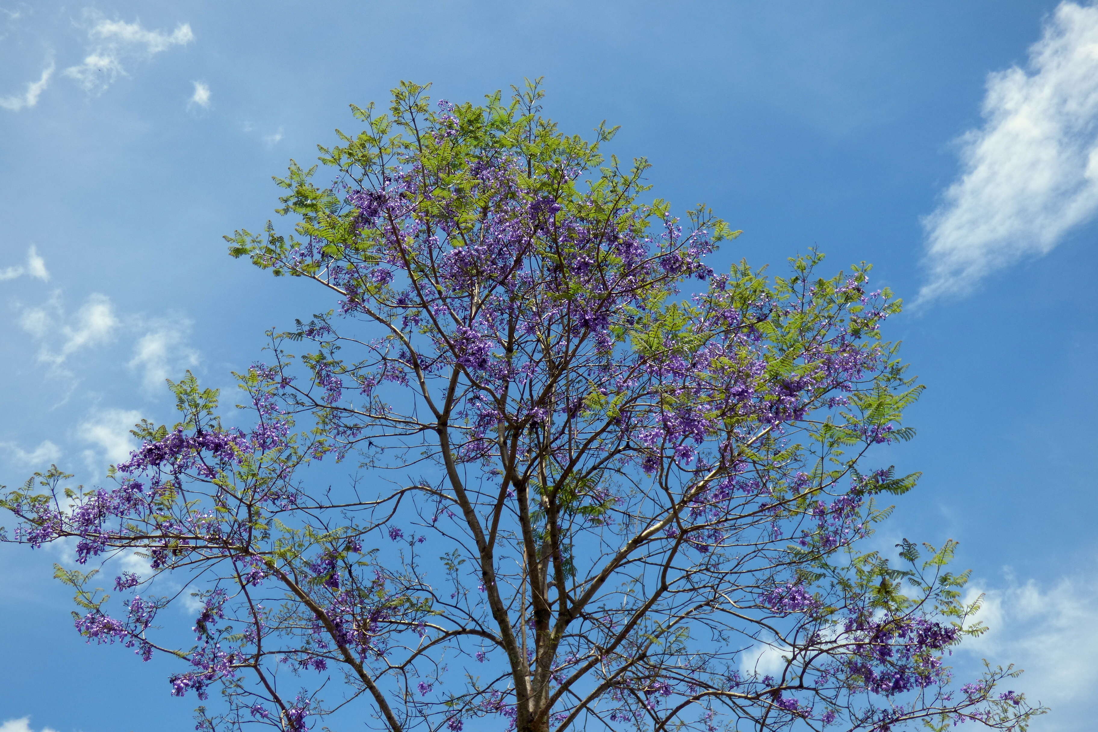 Plancia ëd Jacaranda caucana Pittier