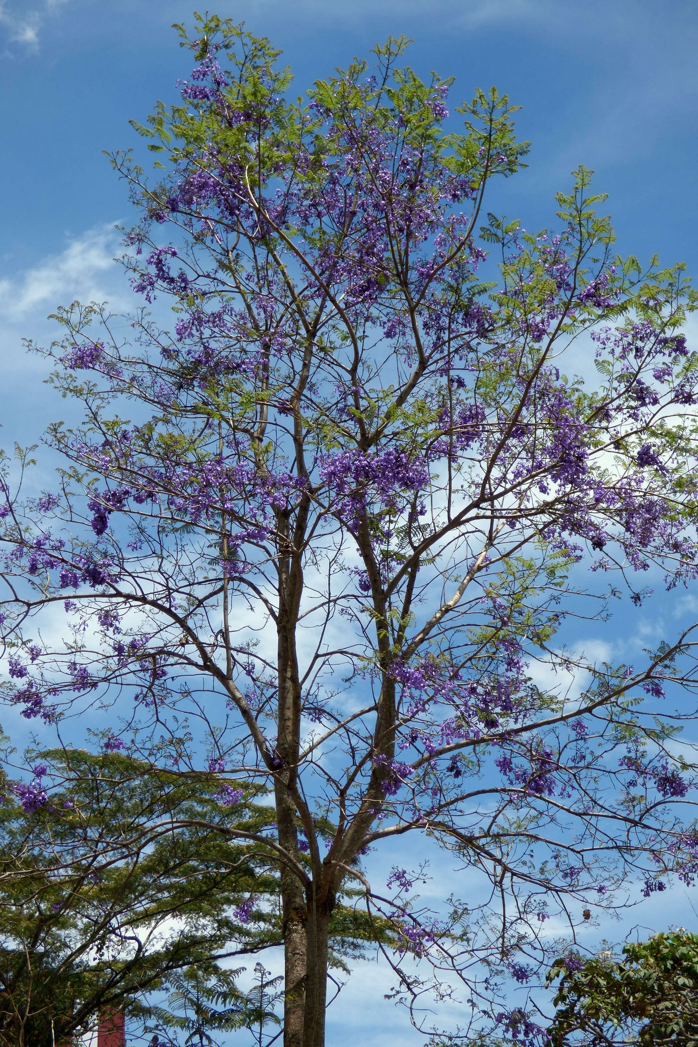 Plancia ëd Jacaranda caucana Pittier