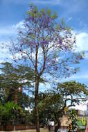 Plancia ëd Jacaranda caucana Pittier