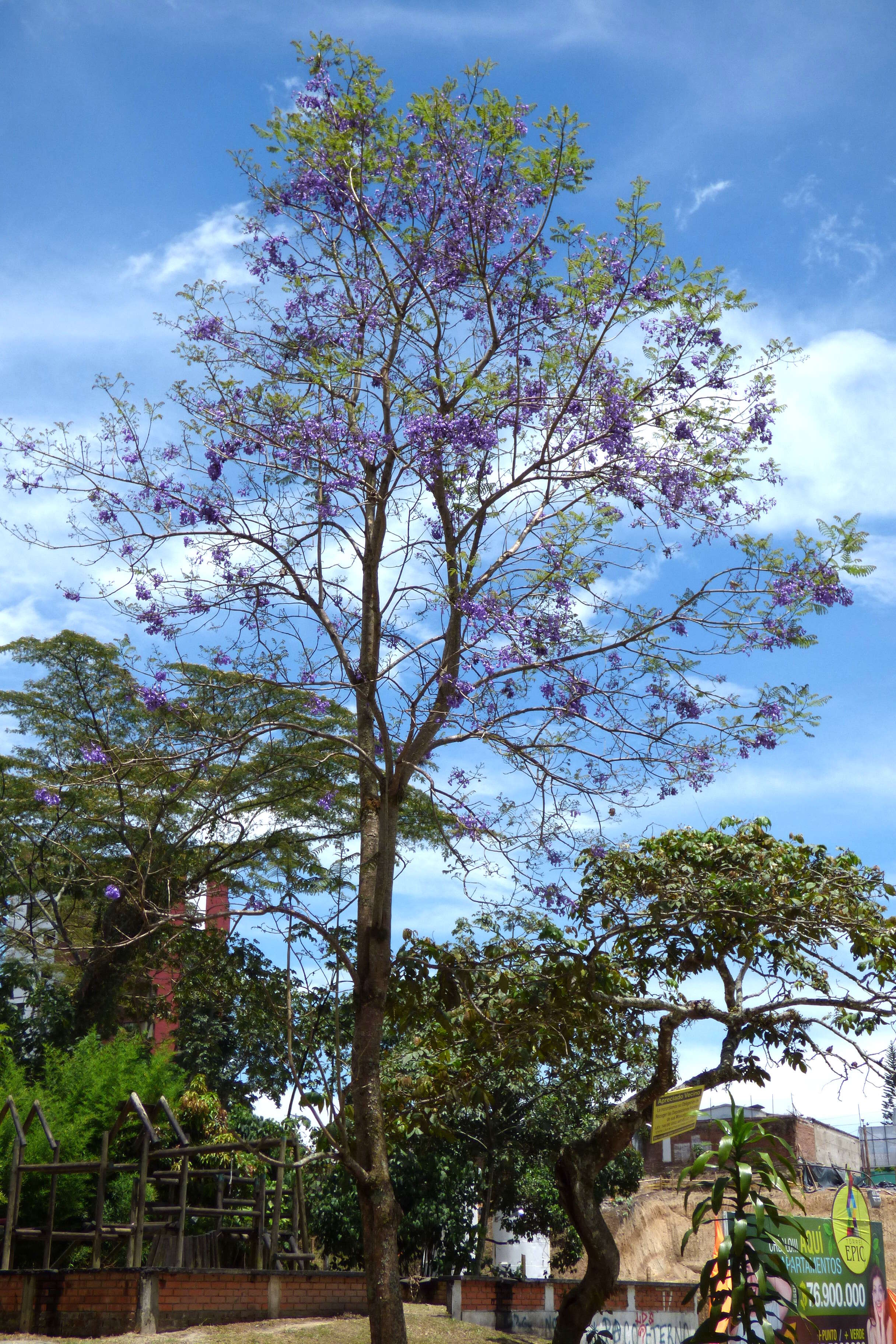 Plancia ëd Jacaranda caucana Pittier