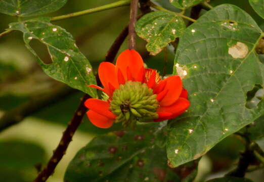 Imagem de Erythrina edulis Micheli