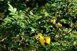 Image of Yellow bells