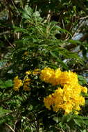 Image of Yellow bells