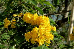 Image of Yellow bells