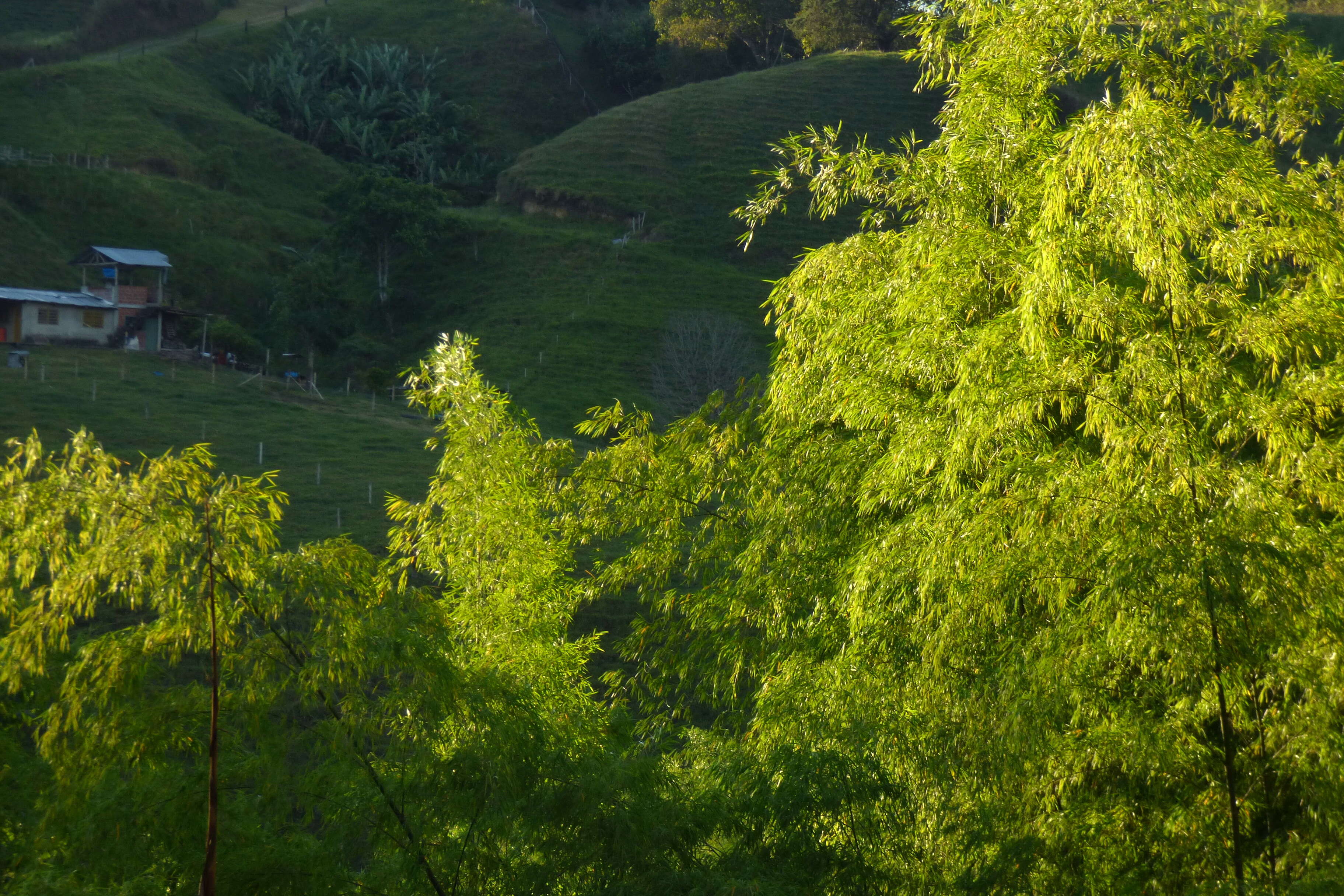 Image of Guadua angustifolia Kunth