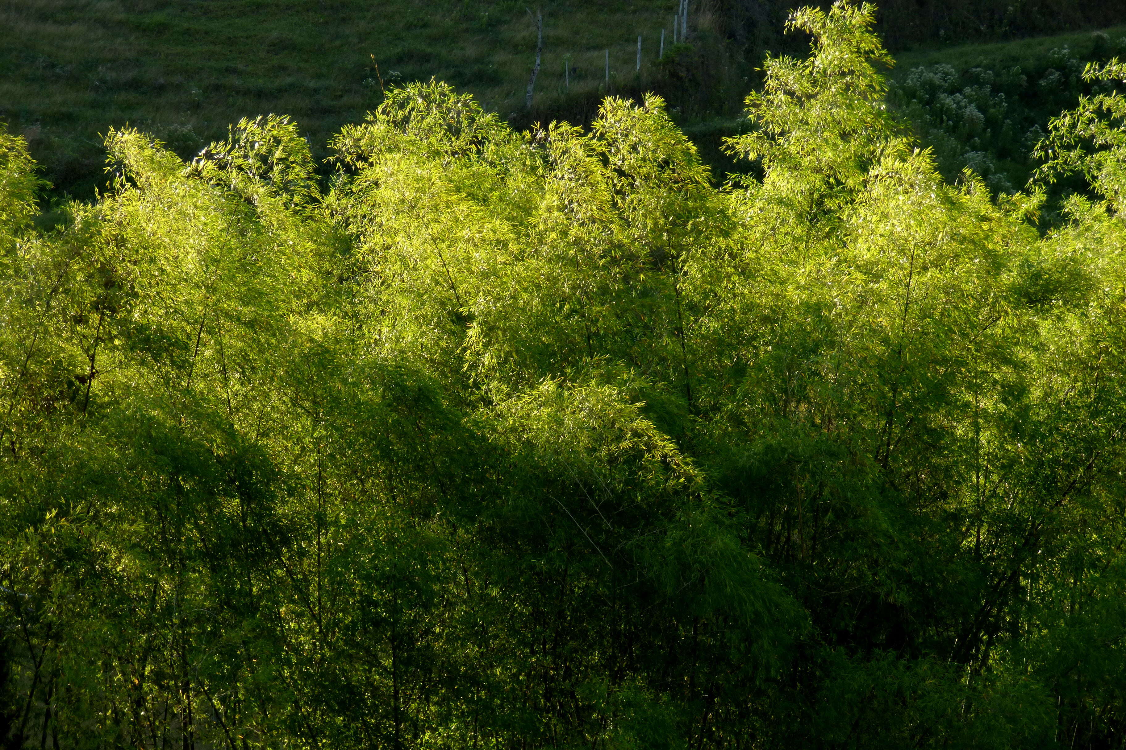 Image of Guadua angustifolia Kunth