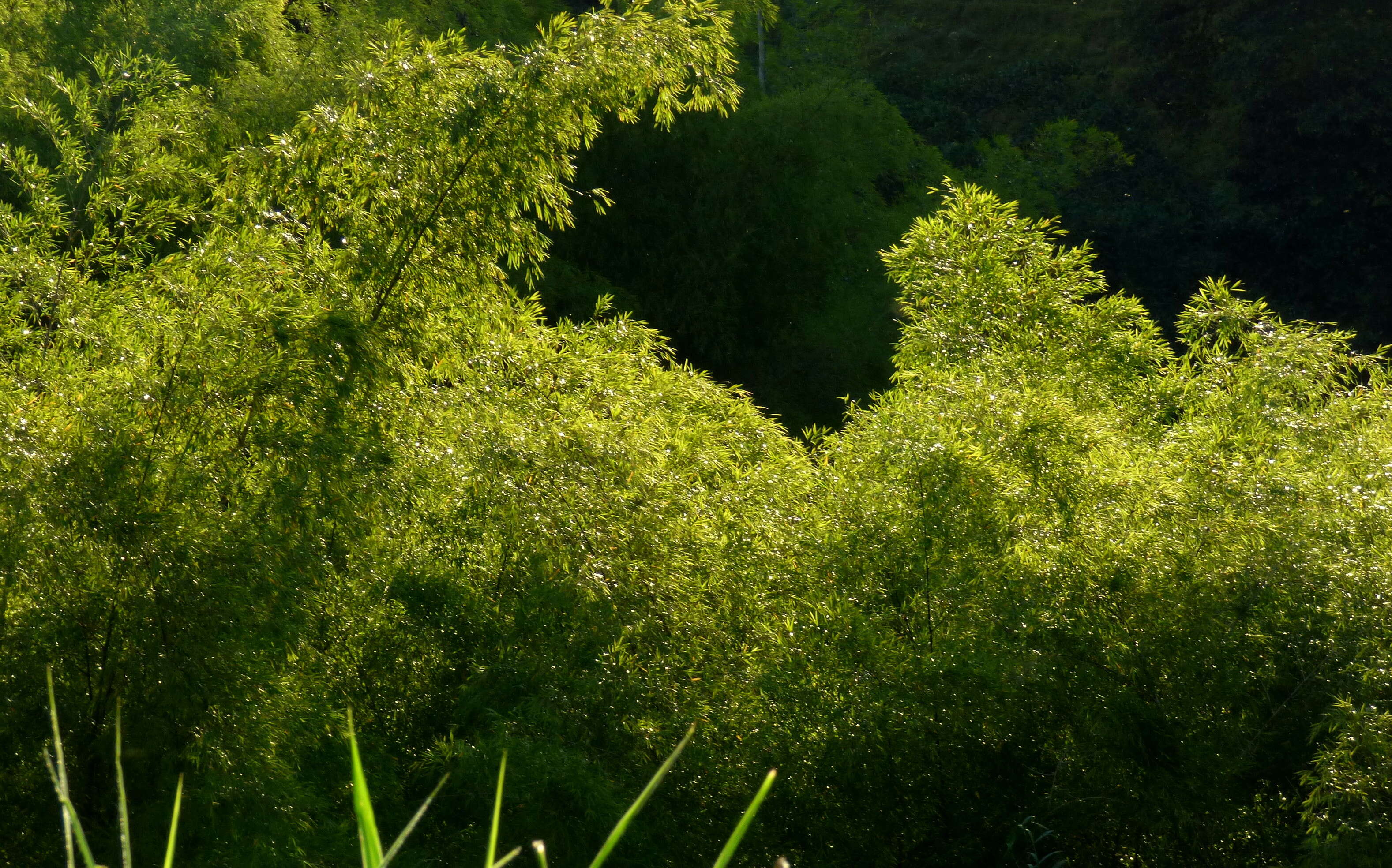 Image of Guadua angustifolia Kunth