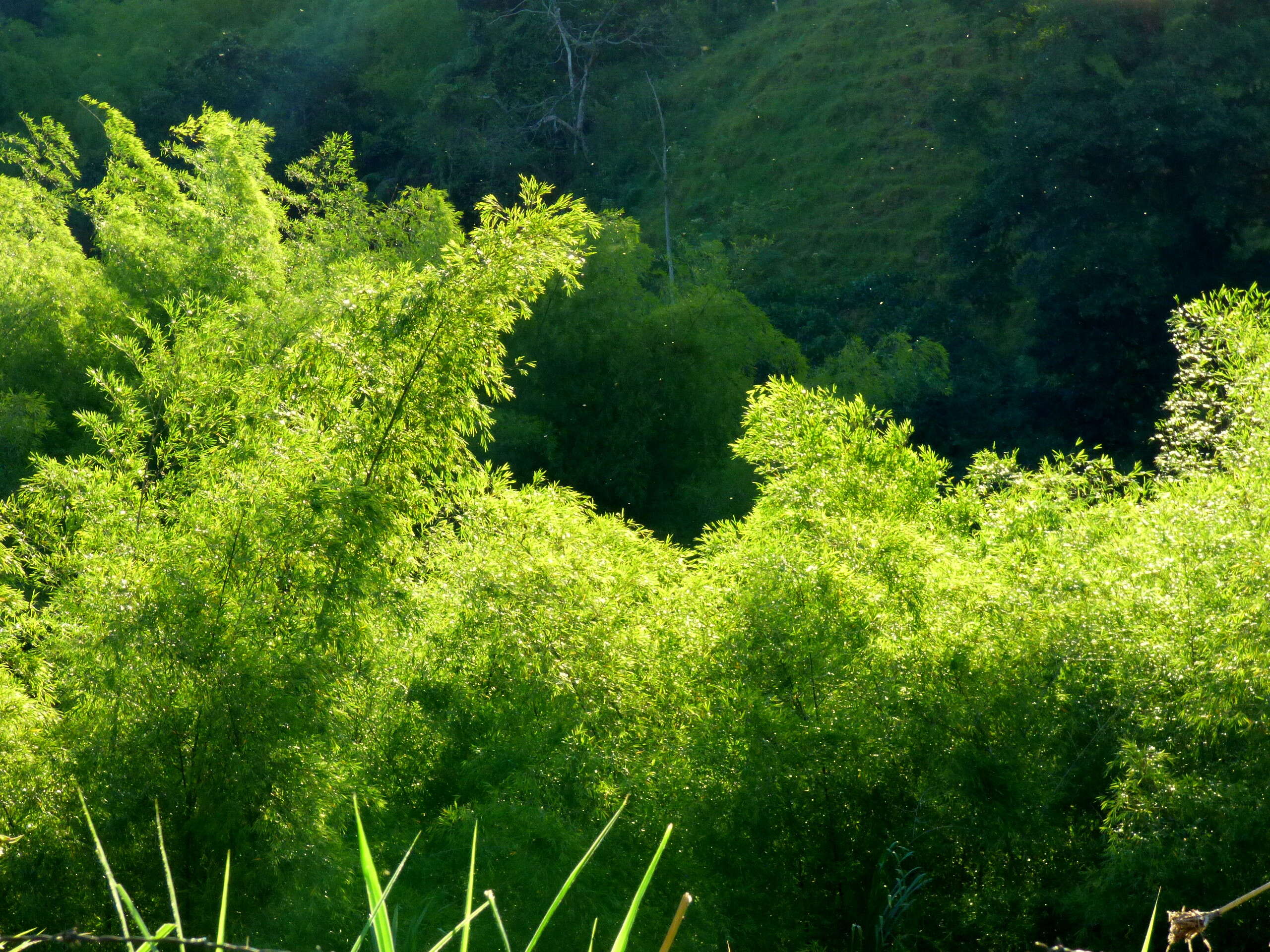 Image of Guadua angustifolia Kunth